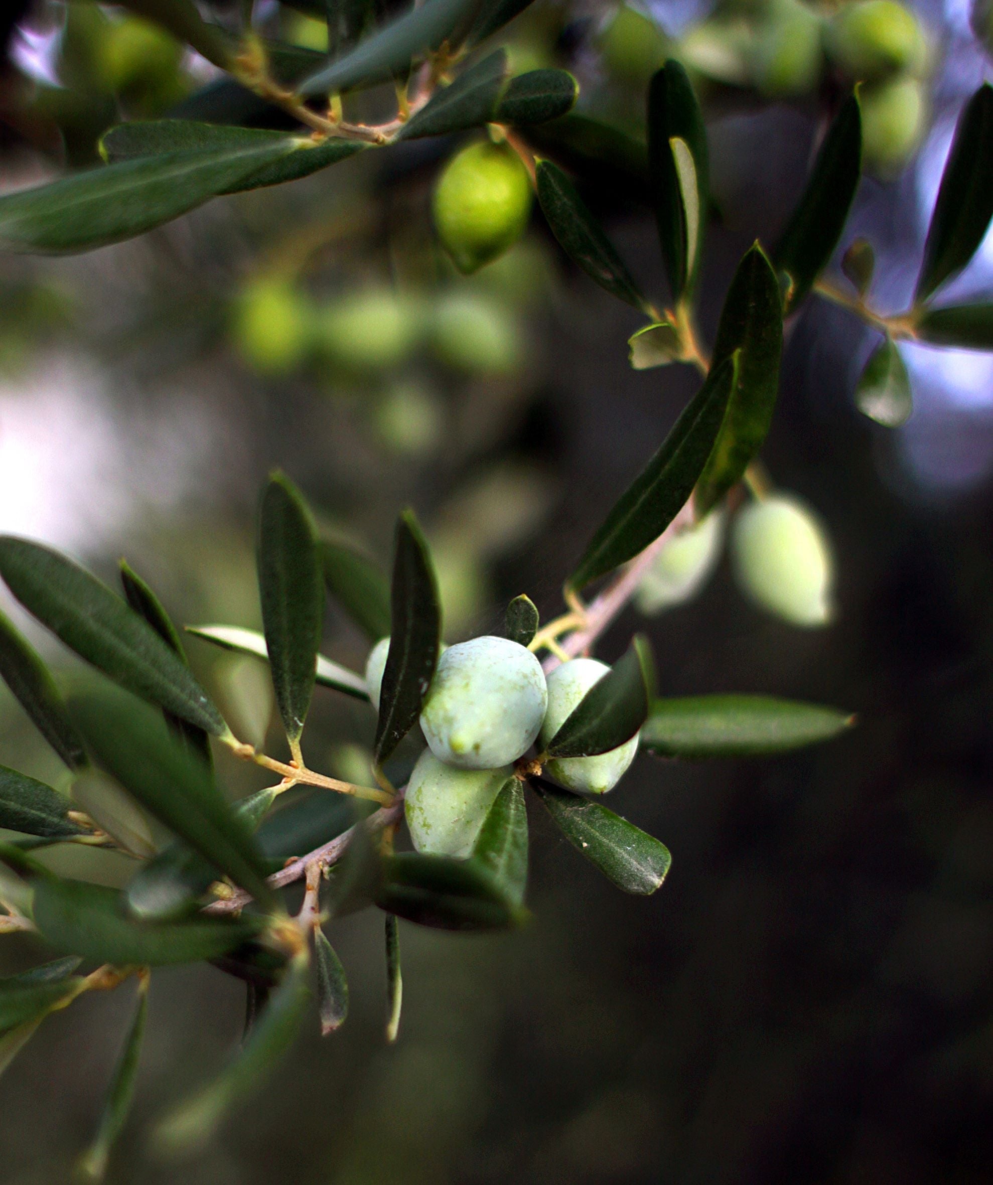 Boost your physical health and uplift your mental well-being with one drizzle