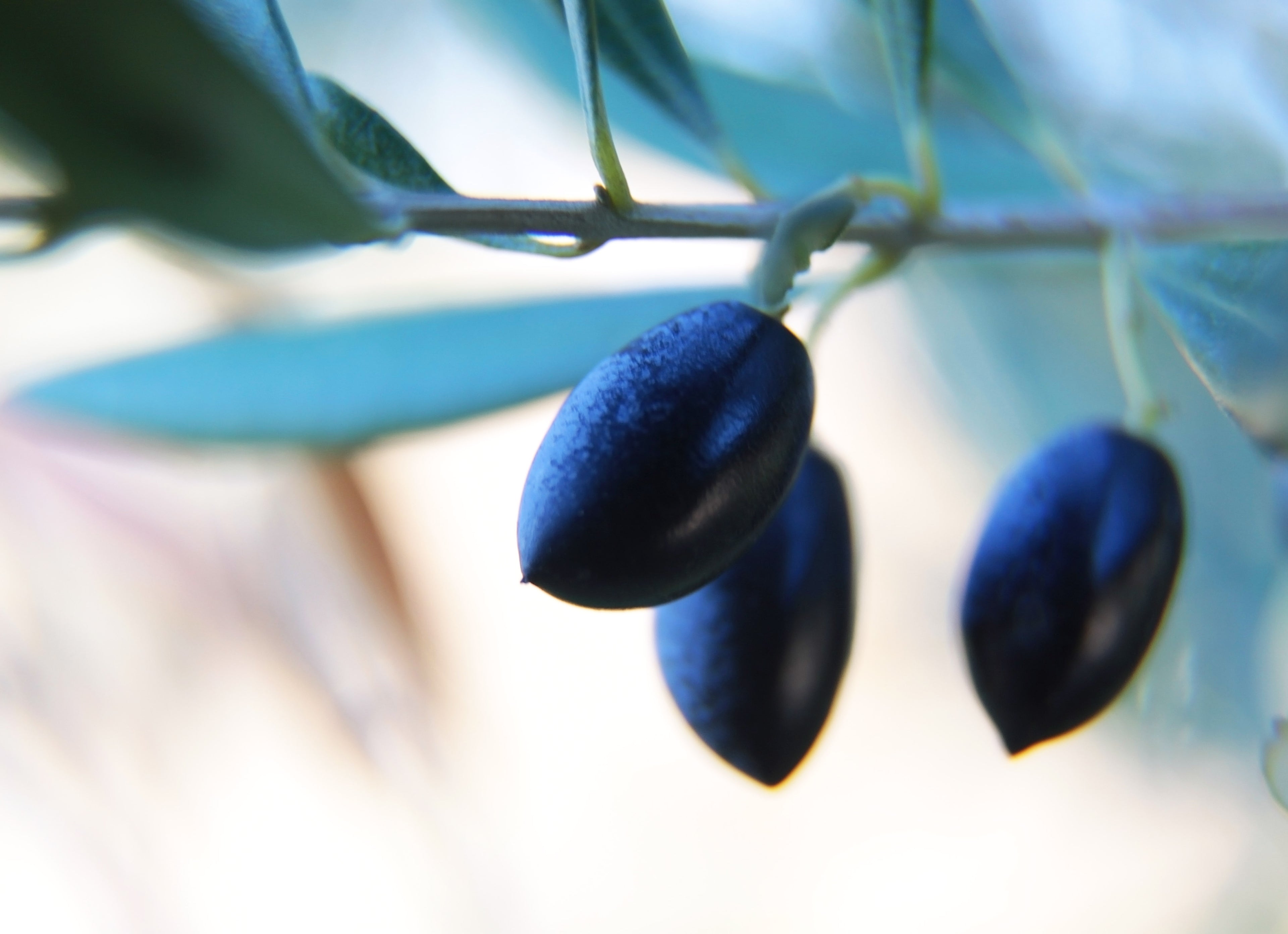 The absolute staple of the Mediterranean diet: the humble olive