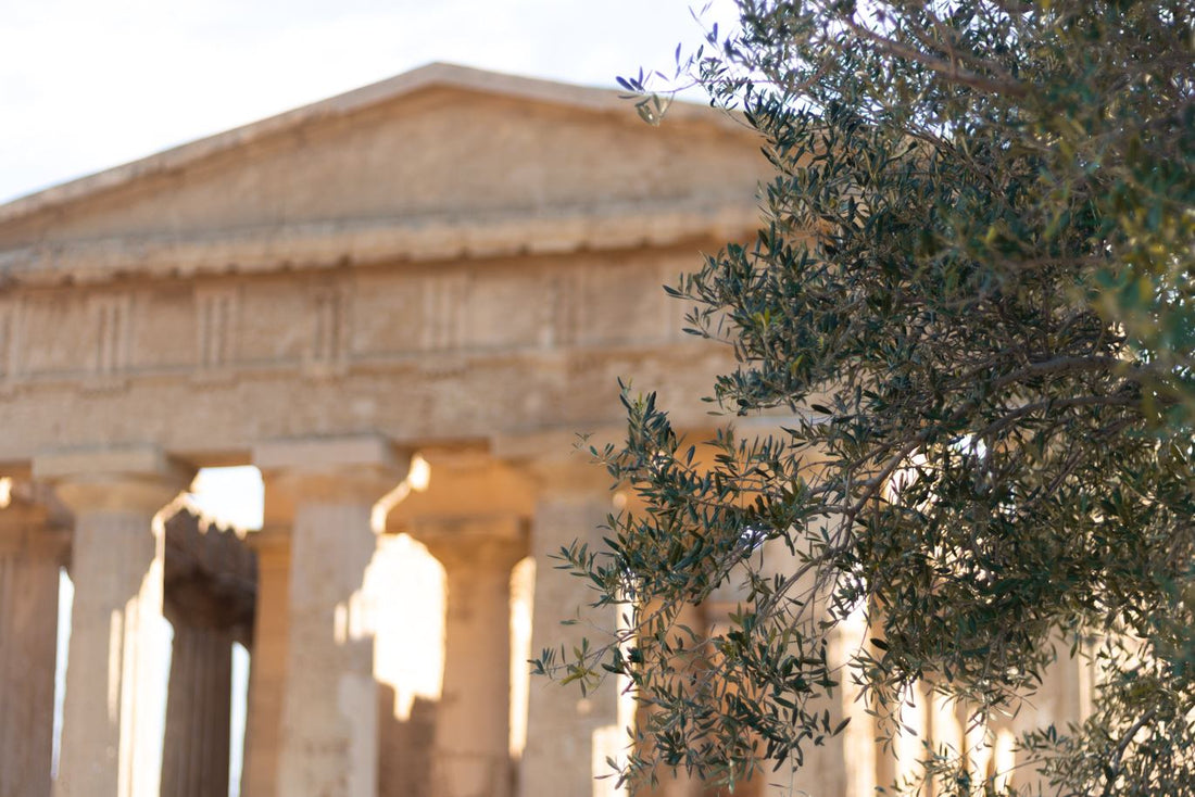 The deep roots of the Olive tree in Greece